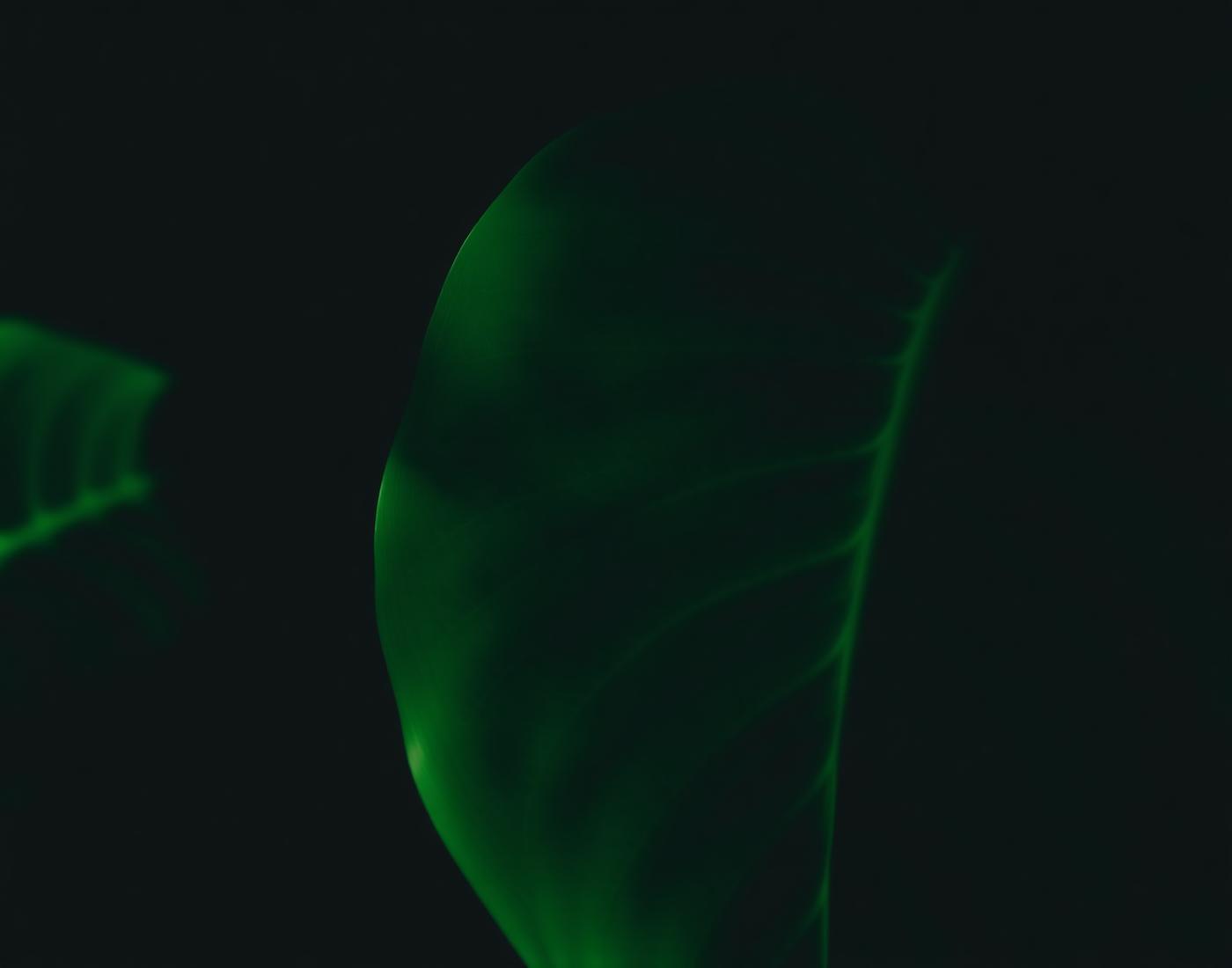 Folhagem verde sob luz natural